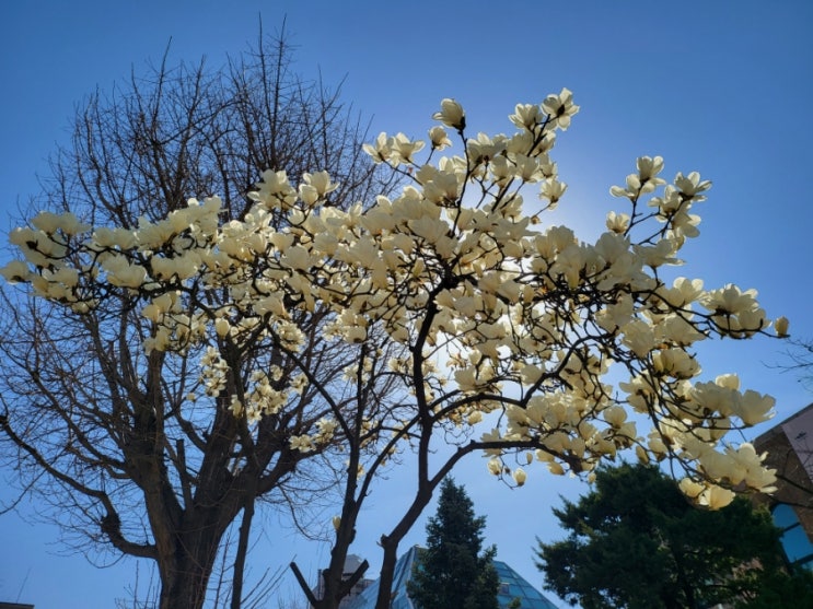 대학로 마로니에공원 꽃놀이 ♡