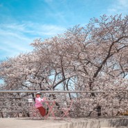 대구 이월드 벚꽃축제 블라썸 피크닉 벚꽃명소 야간도 예뻐요