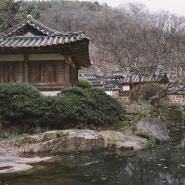 대전 우암사적공원 벚꽃 현황