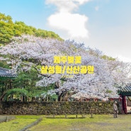 제주 벚꽃여행 - 삼성혈 벚꽃 주자정보 그리고 신산공원