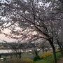 대구 동촌유원지 벚꽃 | 주차장 위치, 포토존, 어두울 때 벚꽃 찍는 법