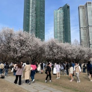 서울숲 벚꽃 개화 현황, 포토스팟, 벚꽃축제 정보 공유드랴요