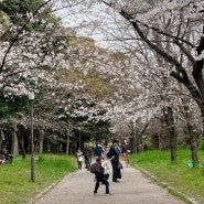 일본 오사카 벚꽃 실시간 개화 현황 만개 확인 방법