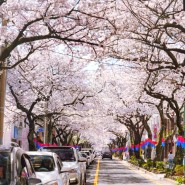 실시간 제주 벚꽃 개화모습 4월 제주시 가볼만한곳 벚꽃 명소 전농로 신산공원