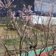 인천에서 벚꽃 볼 수 있는 산책로 맑은물빛공원과 벚꽃 명소들