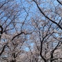 [울산] 선암호수 공원 벚꽃 보러 가기 + 남구 해월당 선암호수점 +울산벚꽃카페