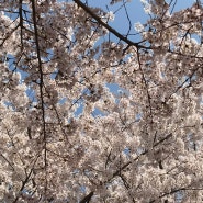 벚꽃 피는 날에는 인천 원적산 공원 산책