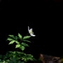 뾰루봉, 들바람꽃의 매력을 찾아서 - 2024년 3월 31일(일)