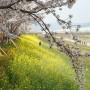 부산 대저생태공원 유채꽃 벚꽃 밤 공략