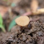 목련균핵접시버섯(임시명) - Ciborinia gracilipes