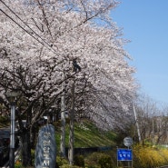 진주 벚꽃 명소 연암시립도서관