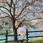광주 전남 벚꽃 명소 화순 동구리 호수 공원 방문후기