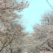 사천 2024 선진리성 벚꽃축제 아이와 다녀 옴