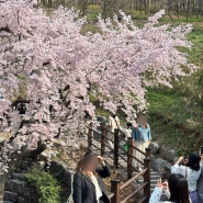 대구 벚꽃 명소 앞산빨래터공원 벚꽃 개화시기, 주차장 팁