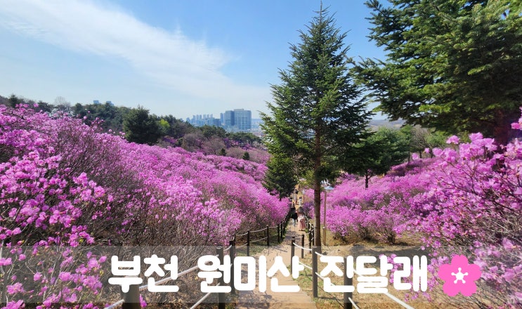 [부천여행] 원미산 진달래꽃동산