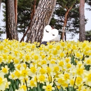 서산 유기방가옥 수선화 축제 데이트 및 봄꽃 인생사진 얻기 성공!