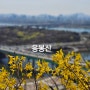 응봉산 개나리 & 서울숲 목련 (2024. 03. 31)