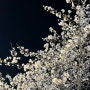봄 사람 벚꽃 가득한 3월 일기