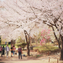 인천대공원 벚꽃축제, 오는 6일부터 이틀간- APEC 정상회의 유치 기원행사를 비롯해 다양한 공연과 체험 풍성 [G인천경제]