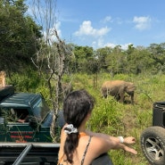 스리랑카 혼자여행2| 담불라 숙소 한국빌라 후기와 즉흥 코끼리투어