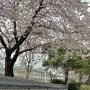 오랜만에 벚꽃과 함께 찾아온 일상 : 내외동 벚꽃 스팟 봉황대공원, 연지공원, 해반천