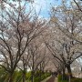 부산 벚꽃 축제 부산 대저 생태공원 벚꽃 유채꽃 24.3.30