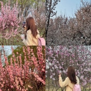 대전 벚꽃 명소 한밭수목원 동원 주차 입장료 3월말 개화현황