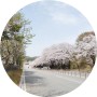 2024 벚꽃 개화시기 경기도 과천 서울대공원 벚꽃축제 과천댁 현장 중계 中
