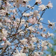 전주수목원 4월 봄꽃 목련꽃 지고 벚꽃 개화 튜율립 예쁠때
