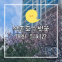 2024 석촌호수 벚꽃 개화 실시간 🌸 (2024.04.01) 만개 직전!