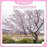 청주 무심천 벚꽃 푸드트럭 축제와 댄스타임