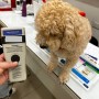 일본 도쿄로 가는 말티푸 우주 : 강아지 고양이 일본 입국 출국 이민 여행 광견병 항체가 검사 절차 비용