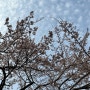 경기도 수원 벚꽃명소 햇살 좋았던 만석공원, 벚꽃 개화시기는?