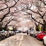 광안리 삼익비치 벚꽃, 우리의 첫 봄 그리고 체리블라썸
