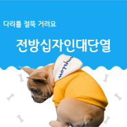 강아지 다리 절뚝 - 김포하나동물병원에서 수술