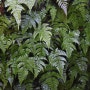 검은족제비고사리 Dryopteris melanocarpa Hayata