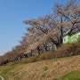 (4/1) 안양천 오목교 산책길 벚꽃 개화 근황