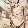 대전 봄 벚꽃 개나리 홍매화 우암사적공원