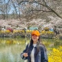경북 벚꽃 명소 김천 연화지 벚꽃 놀이 실시간