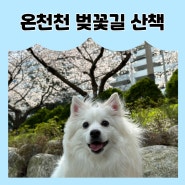 [강아지 일상] 온천천 벚꽃놀이 주차정보 강아지 벚꽃 촬영 스팟 추천