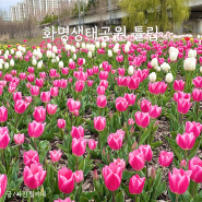 부산 화명생태공원 튤립 주차 실시간 개화 4월 꽃구경