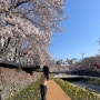 울산 벚꽃 명소 무거천 궁거랑 벚꽃 개화 실시간 (4월 1일)