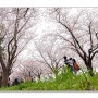 부산 가볼 만한 곳 삼락 공원 벚꽃길
