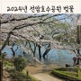 2024년 울산 선암호수공원 벚꽃 실시간