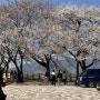 벚꽃 구경 가기 좋은 <광주 패밀리랜드:우치공원 동물원>