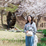 울산 북구 벚꽃명소 가볼만한곳 화동못 수변공원 개화상태 만개시기는 지금!