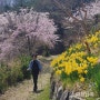 🪐화성남자 김선규의 사진산책 2_"날 좀 보세요" 🌷 봄 꽃 산행