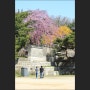 서울 창덕궁 전각 낙선재 백매화·청매화, 봄꽃들