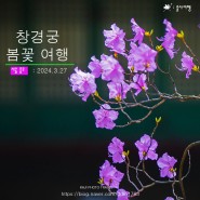 서울 봄꽃 여행-봄꽃에 물든 창경궁 나들이