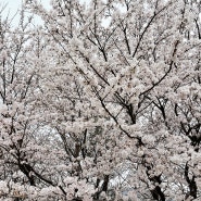 [여수/승월마을] 여수 벚꽃명소 승월저수지 24.03.30.